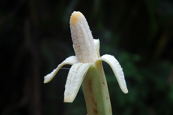 Pisang gancan - leicht zitroniger Geschmack und süß