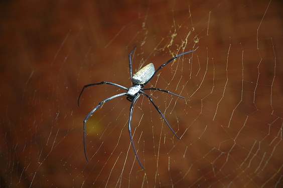 Diese ungefährliche Spinne ist groß wie ein Handteller