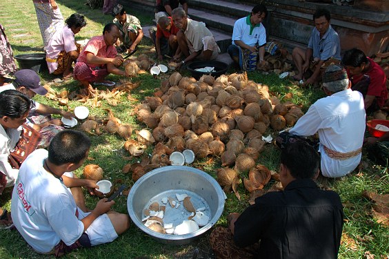 Einige Männer öffnen Kokosnüsse, die später für die Soße geraspelt werden.