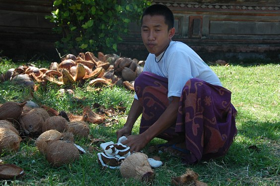 Junger Mann öffnet Kokosnüsse.