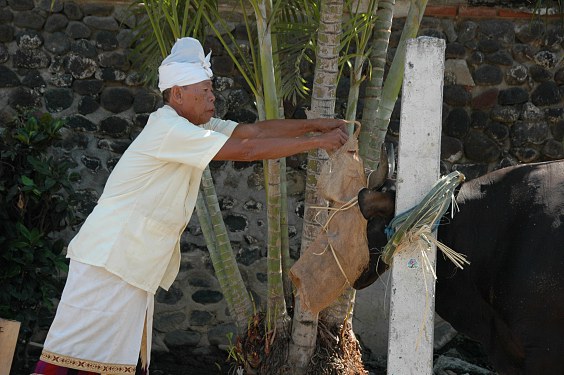 Ein Priester (pemangku) verbindet dem Stier die Augen mit Palmfasermatten.