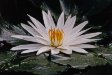 Seerose