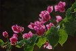 Bougainvillea