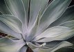 Agave