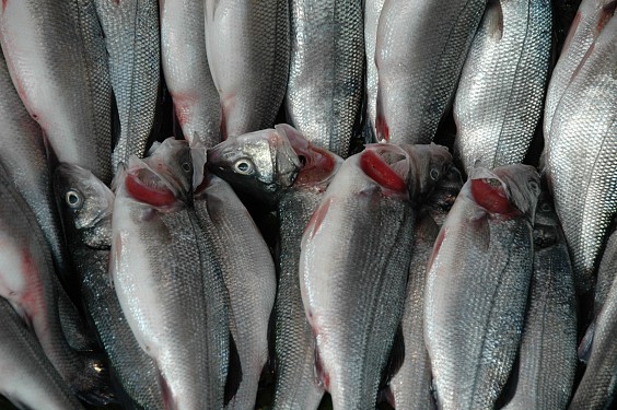 Qualitätsbeweis: nur frischer Fisch hat rote Kiemen. 