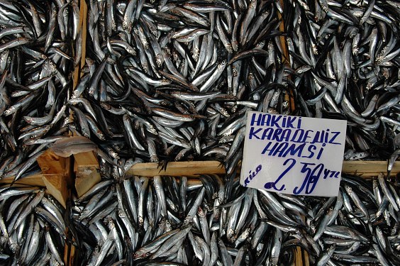 Hamsi - Sardinen - hier aus dem schwarzen Meer. Eine Delikatesse!