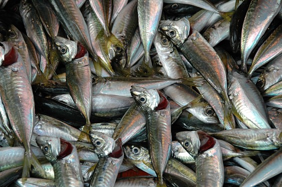 Neben den Fischst&auml;nden kann man sich die Fische frisch zubereitet servieren lassen.
